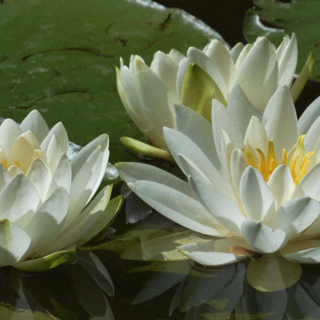 Три белые водяные лилии в пруду 