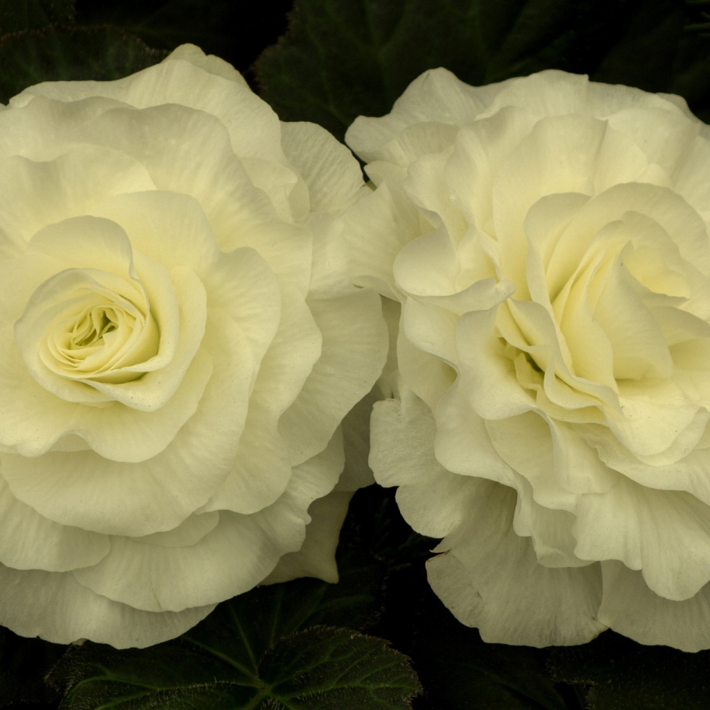 Два красивых нежных цветка бегонии 