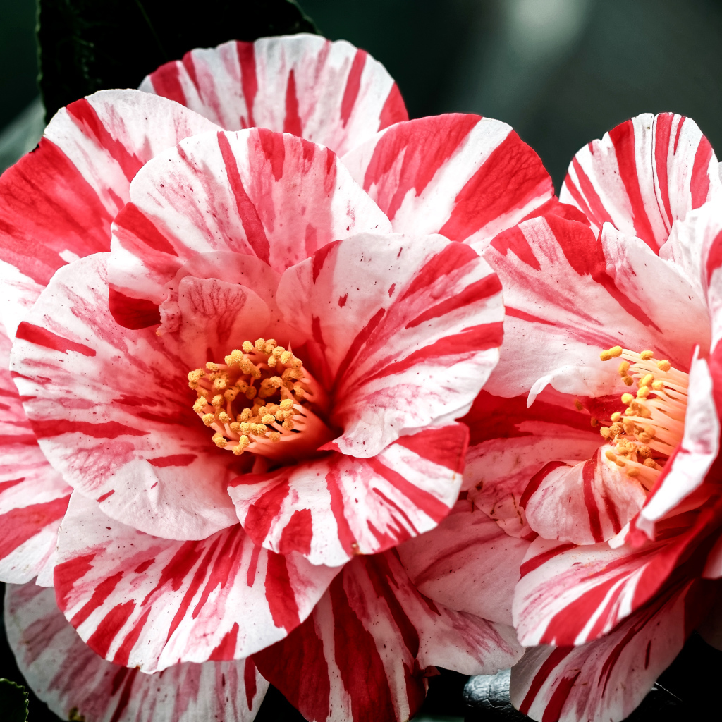 Два красивых необычных цветка камелии