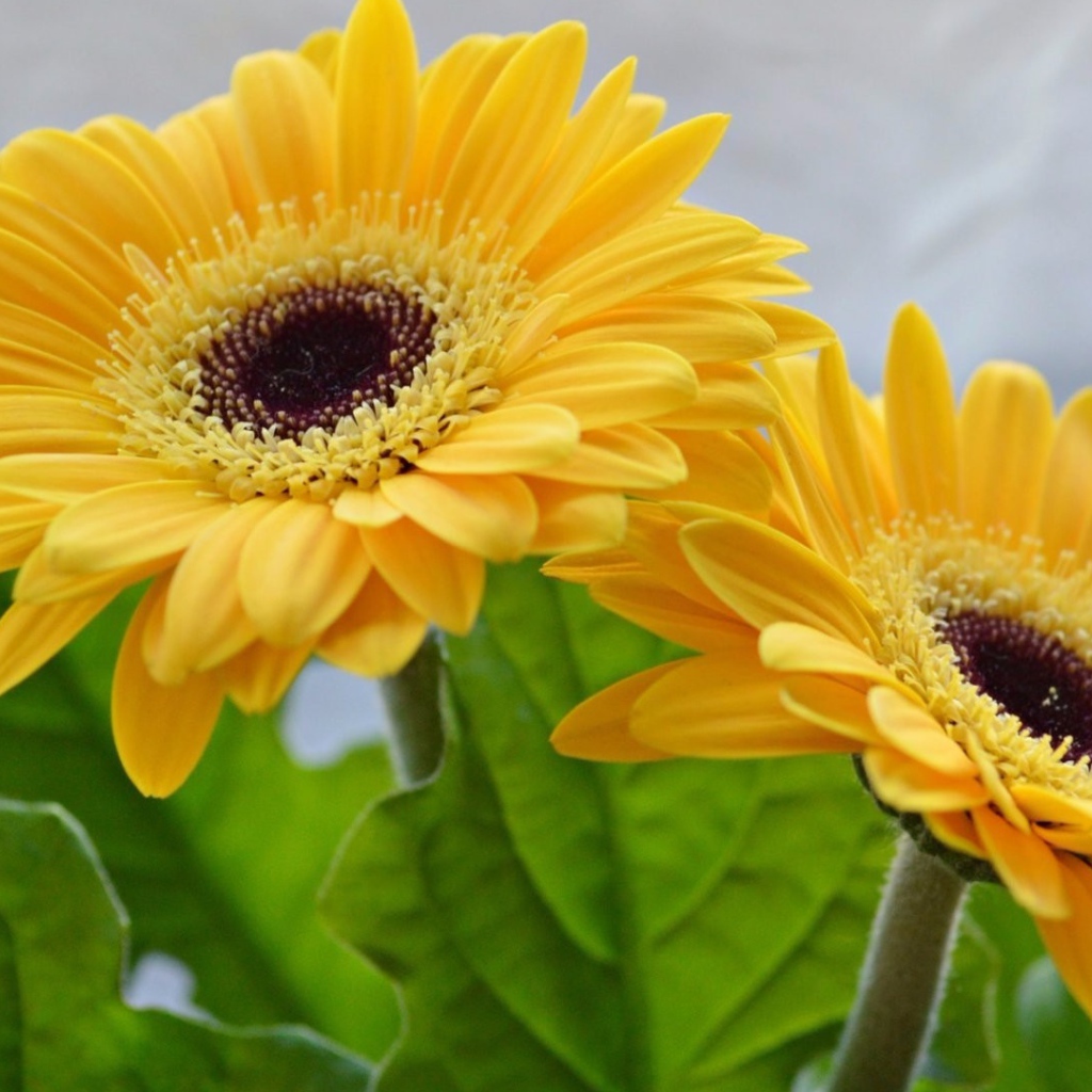 Две красивые желтые герберы 