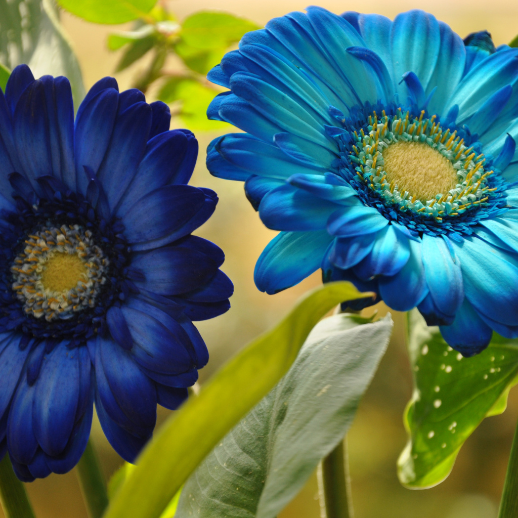 Две голубые герберы крупным планом