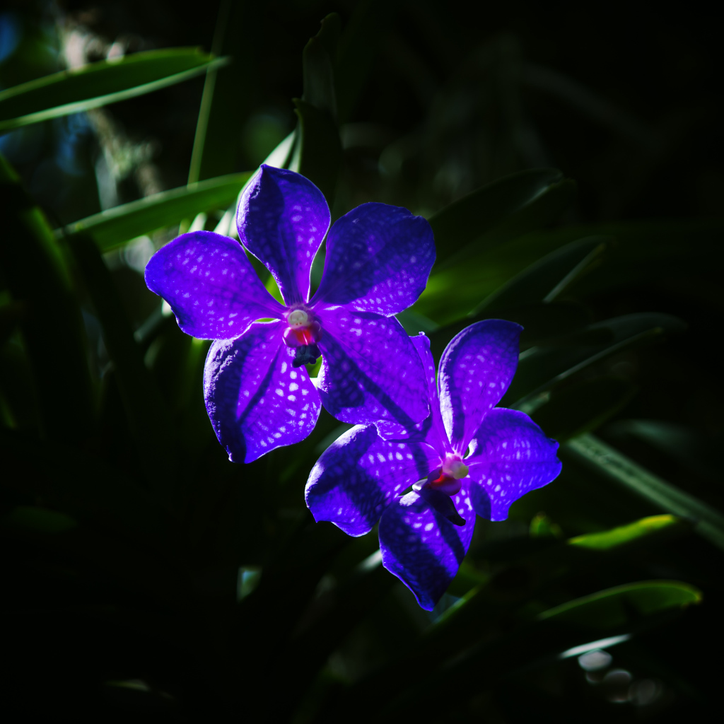 Два цветка фиолетовой орхидеи вблизи