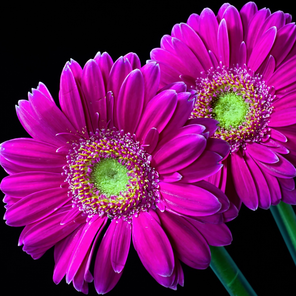 Две нежные розовые герберы на черном фоне 