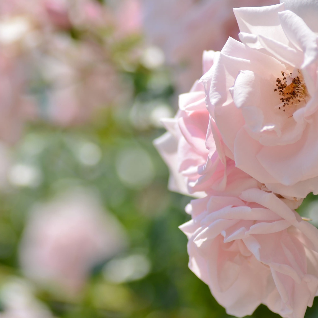 Две нежных розовых розы в саду 