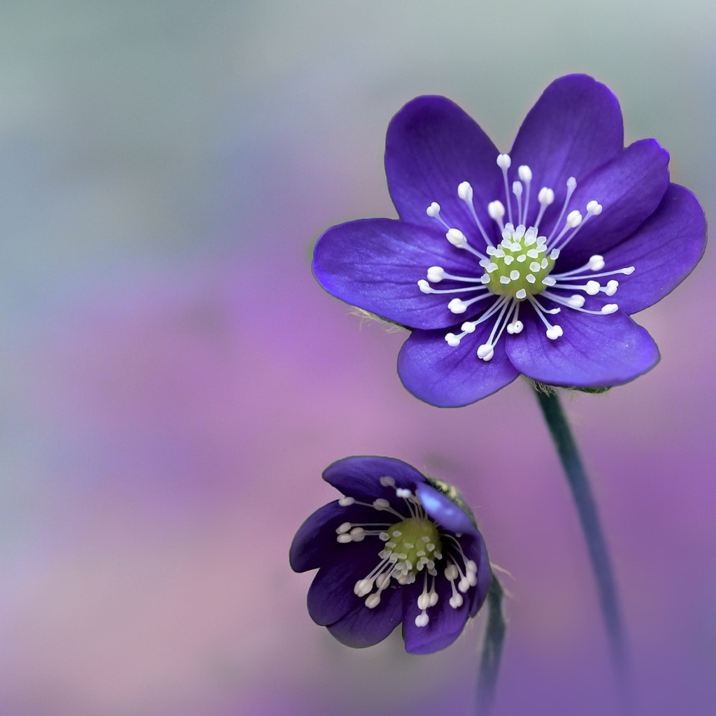 Два нежных фиолетовых цветка крупным планом 