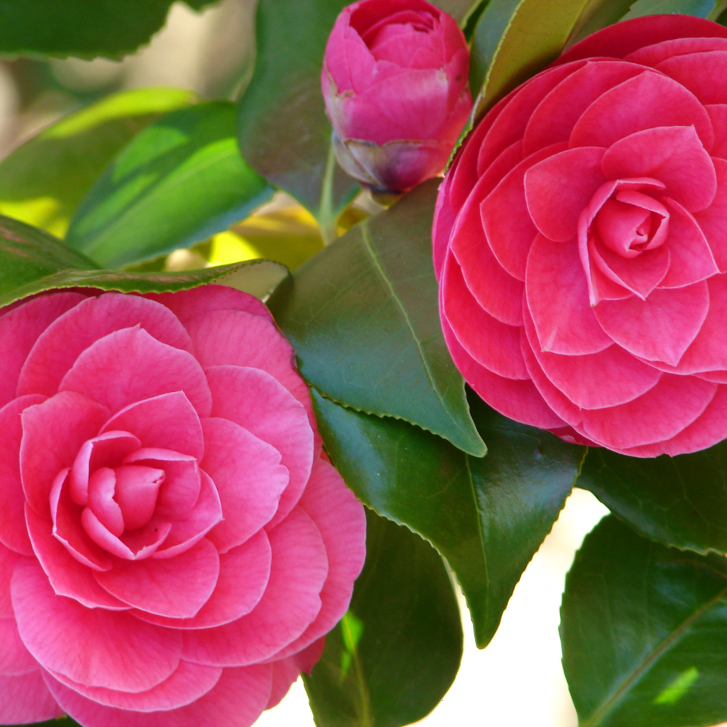 Два больших розовых цветка камелии 