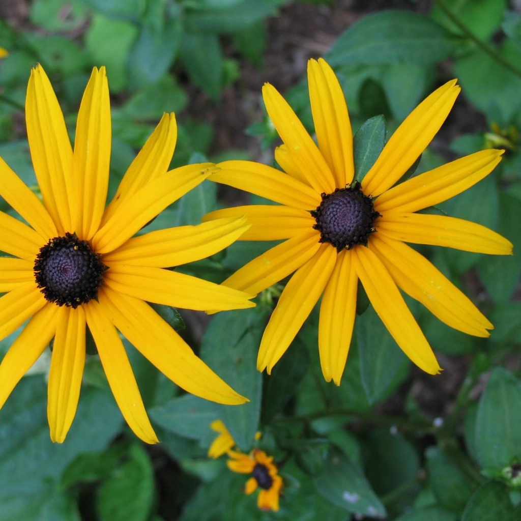 Two large yellow flowers of rudbeckia