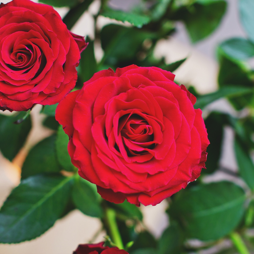 Две пышные красные розы 