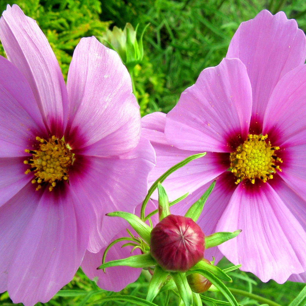 Два розовых цветка космеи с бутоном 