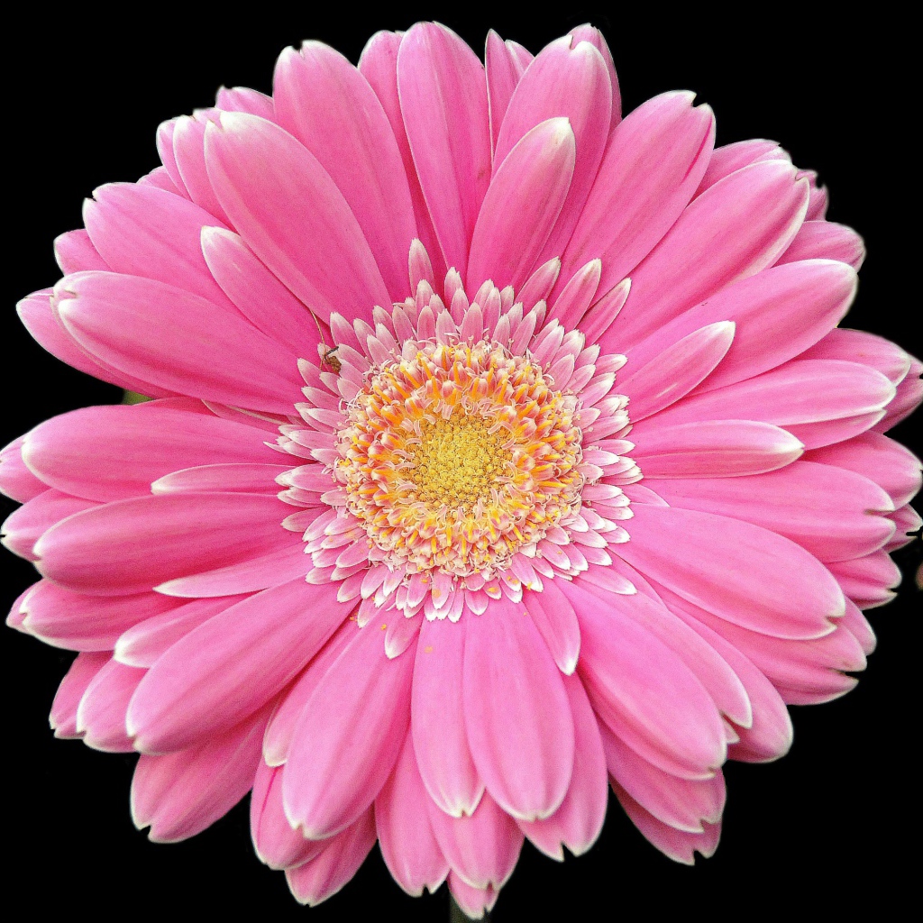 Два розовых цветка герберы на черном фоне