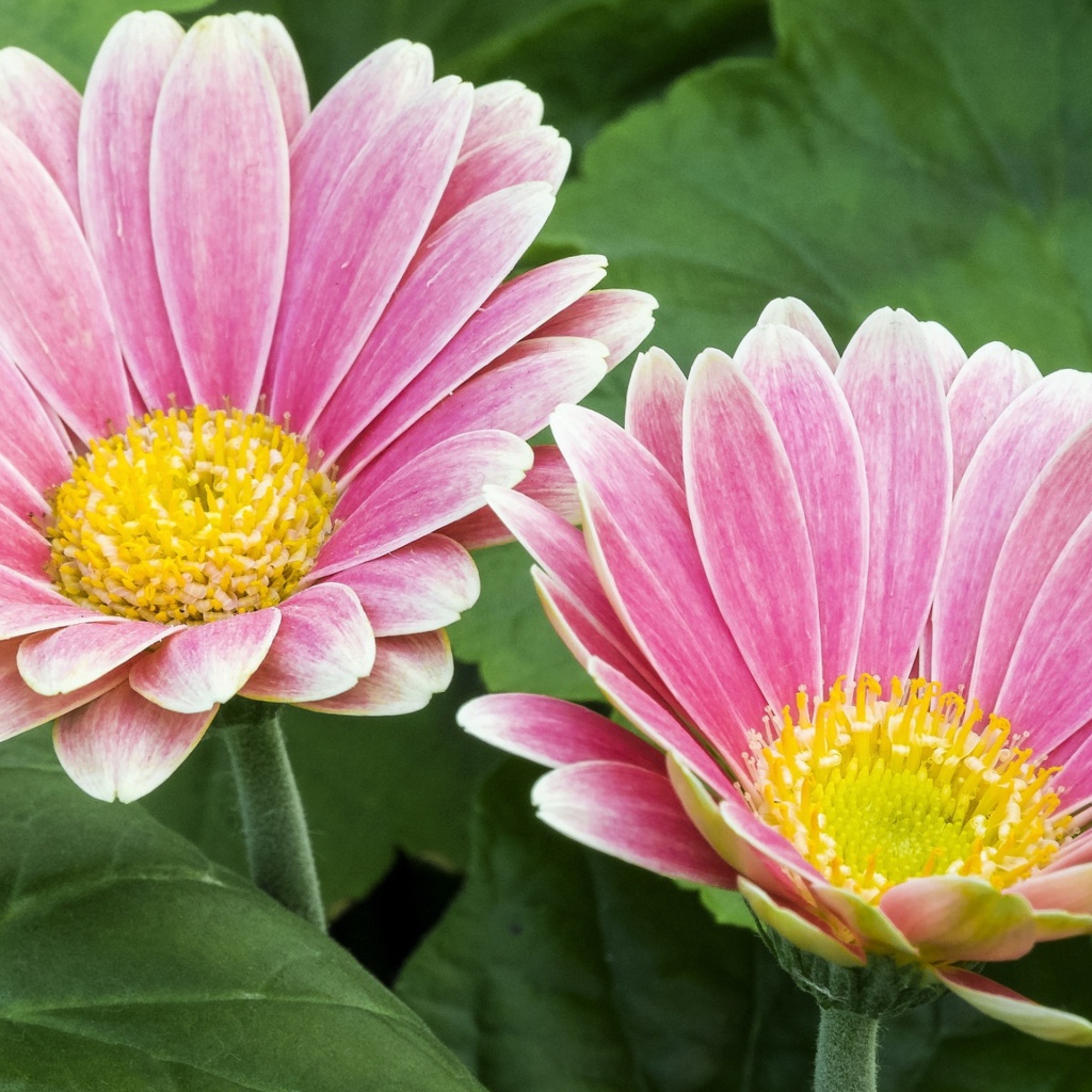 Две розовые герберы с желтой серединкой 