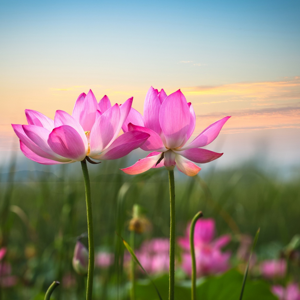 Два розовых лотоса на фоне неба 