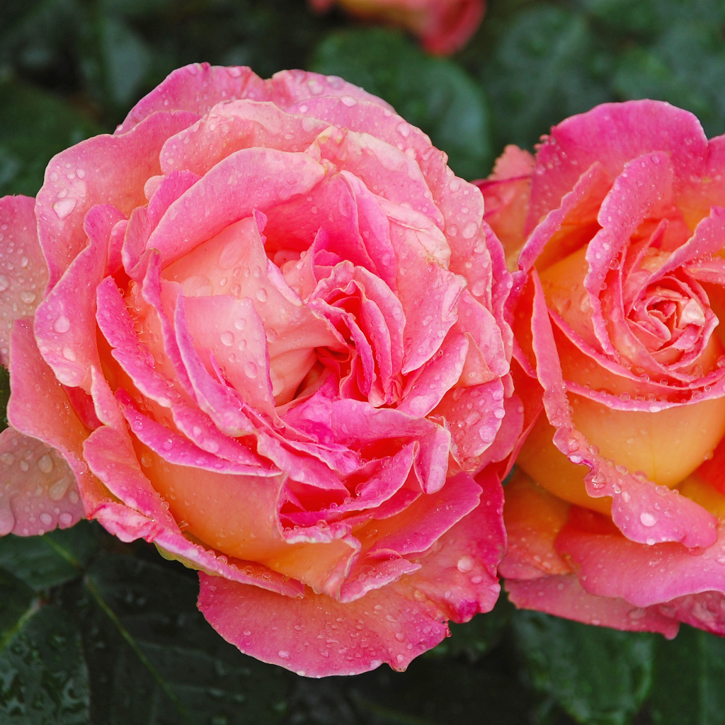 Две розовые розы крупным планом в каплях росы 