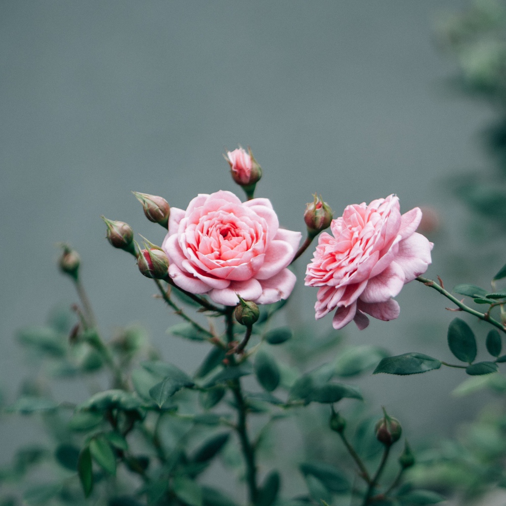 Две розовые розы с бутонами 