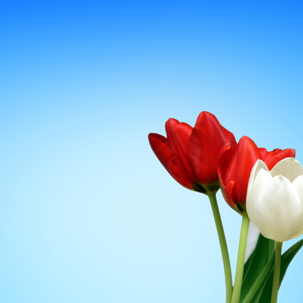 Два красных и белый тюльпан на голубом фоне