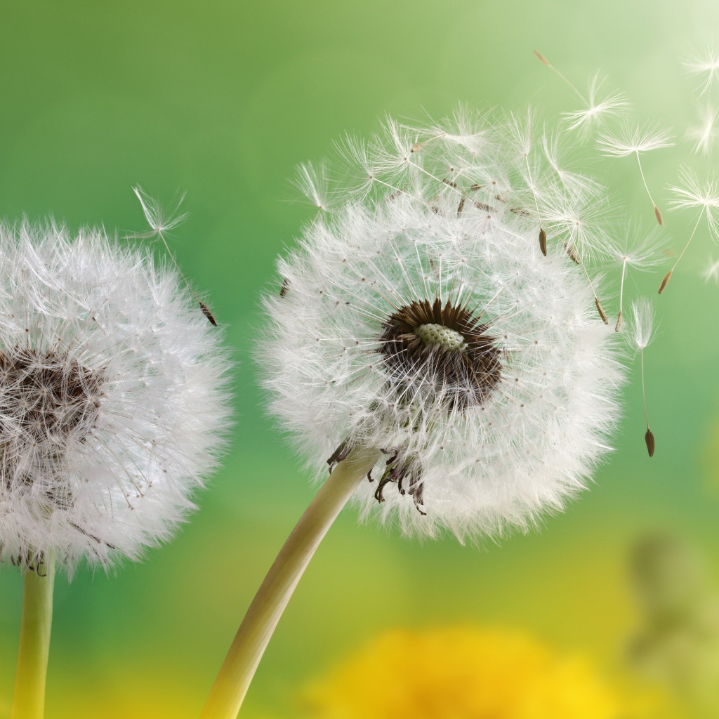 Два белых шарика одуванчика 