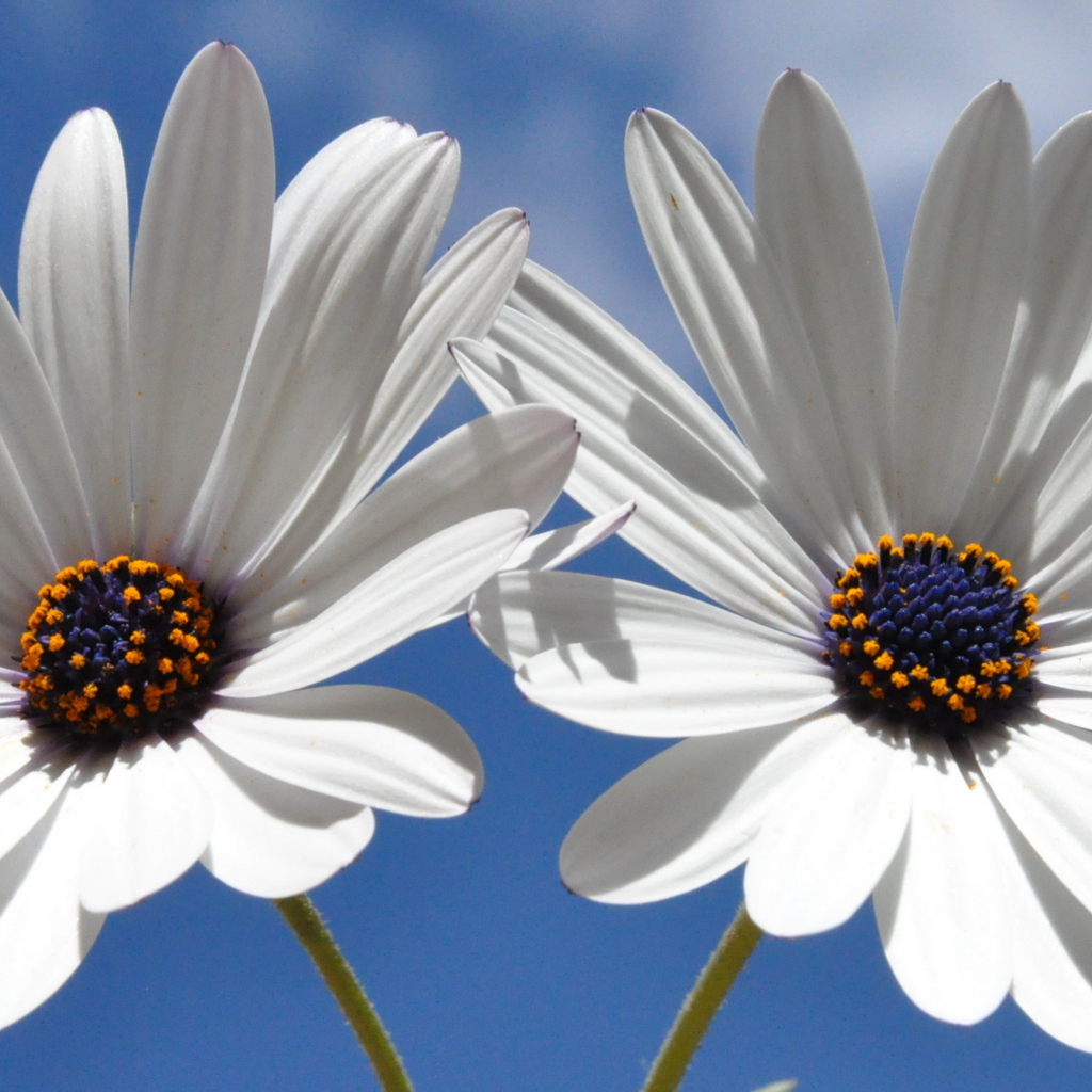 Две белых ромашки с синей серединкой