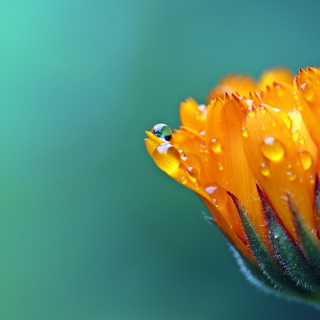 Нераспустившийся оранжевый цветок календулы в каплях росы