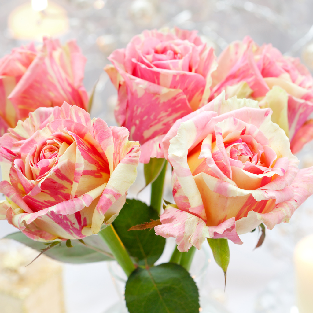 Необычные красивые розы крупным планом