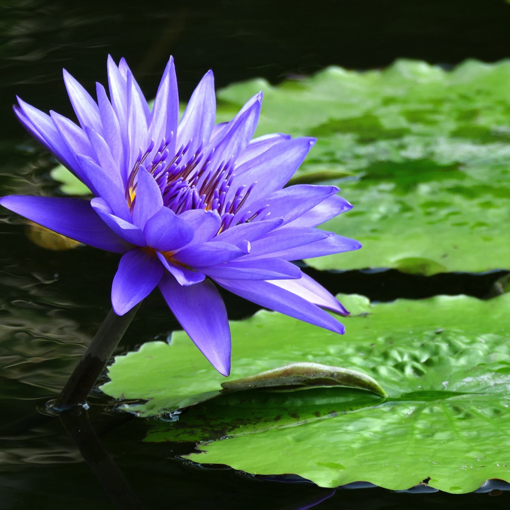 Фиолетовый красивый цветок водяная лилия 