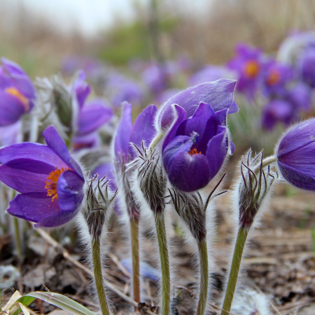 Фиолетовые красивые цветы прострел альпийский 
