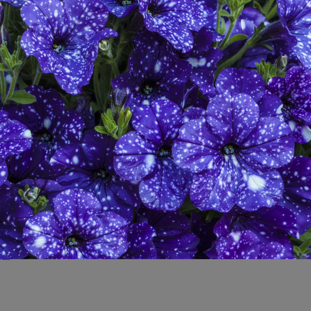 Фиолетовые красивые цветы петуния крупным планом