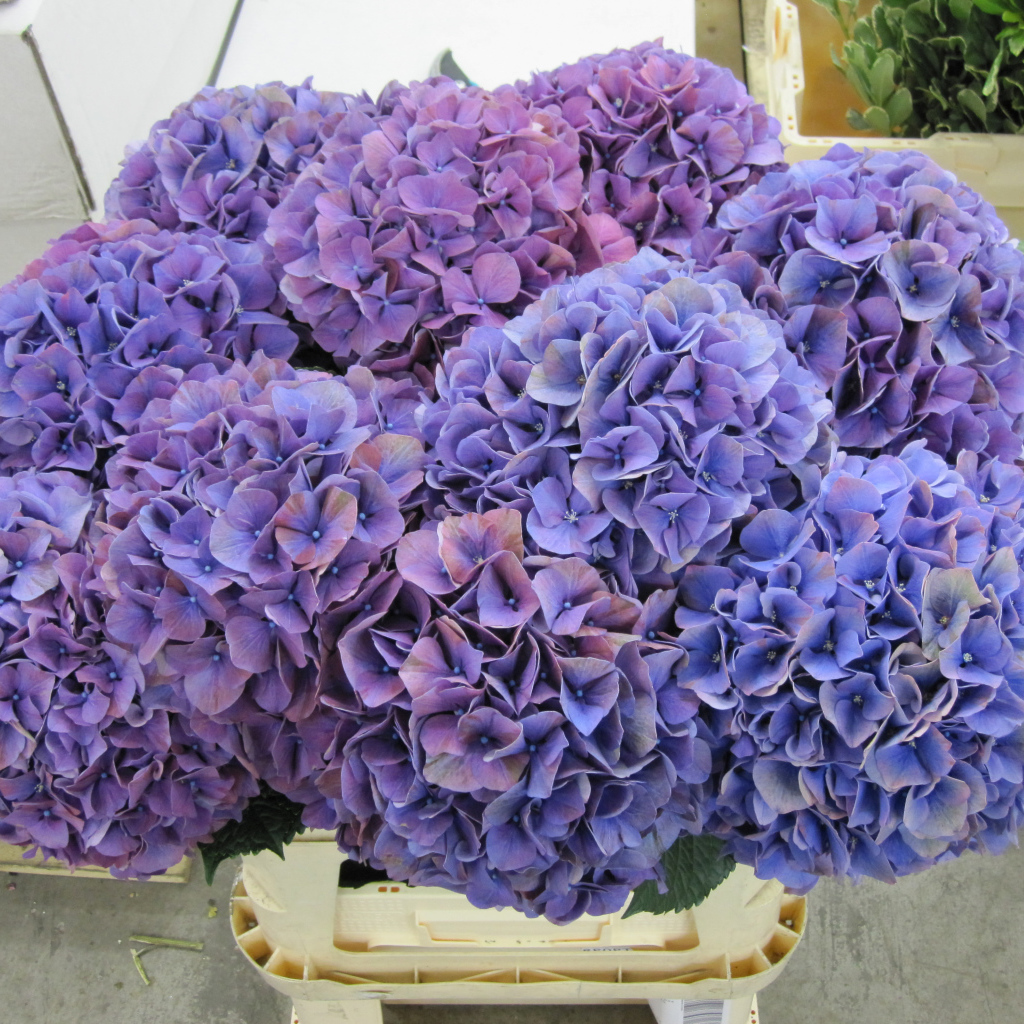 Фиолетовые цветы Гортензия крупным планом 