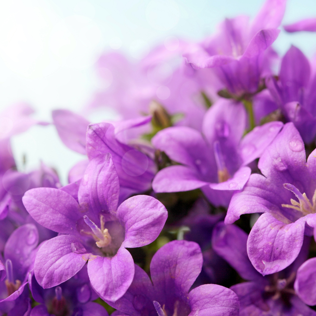 Фиолетовые цветы колокольчики крупным планом