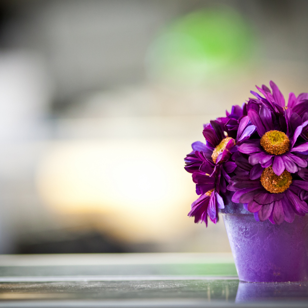 Фиолетовые цветы в горшке