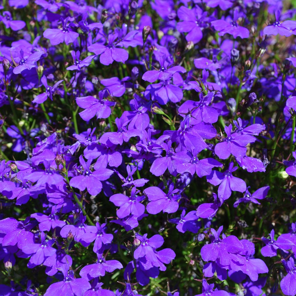 Фиолетовые цветы лобелия крупным планом