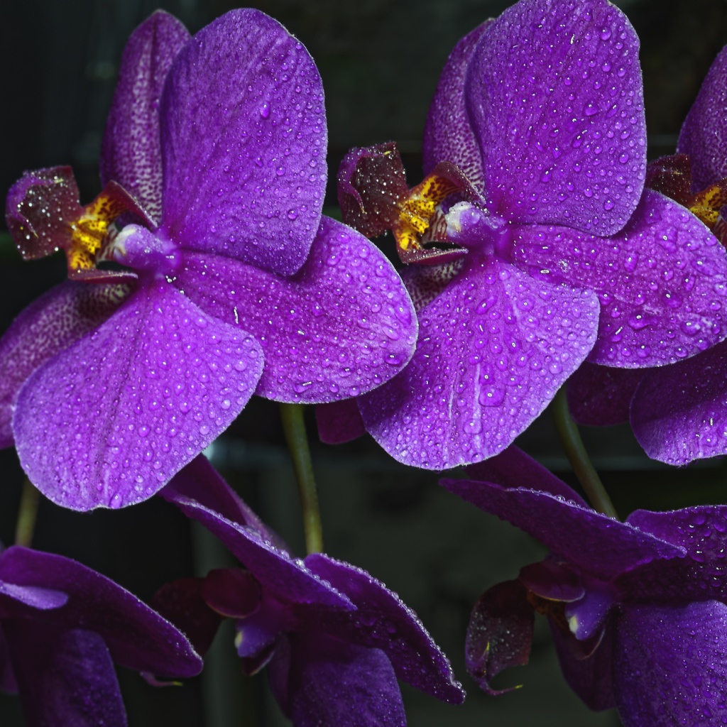 Фиолетовые цветы нежной орхидеи в каплях воды 
