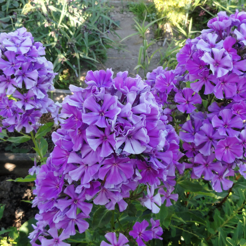 Фиолетовые цветы флоксы на клумбе крупным планом