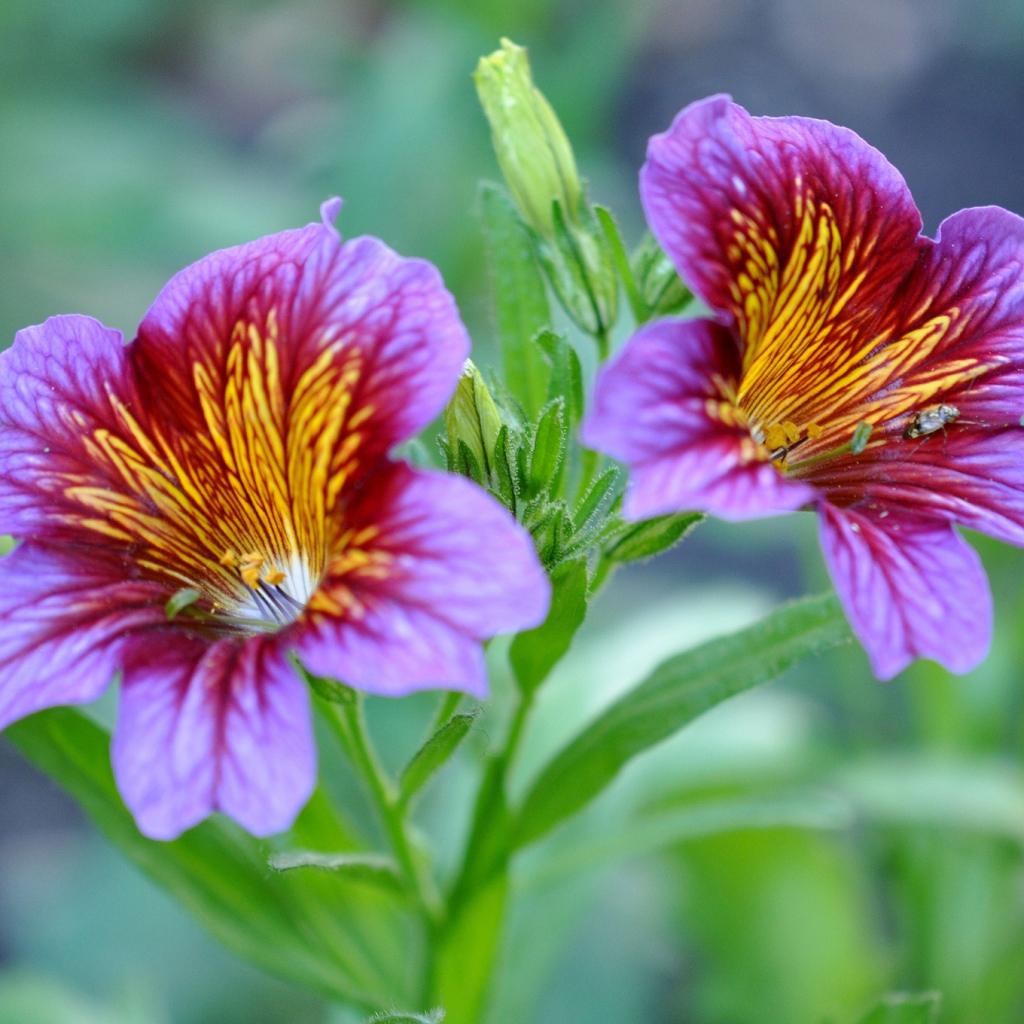 Фиолетовые цветы сальпиглоссис крупным планом