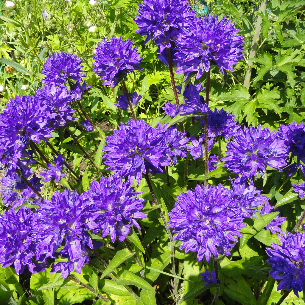 Фиолетовые садовые цветы колокольчики 