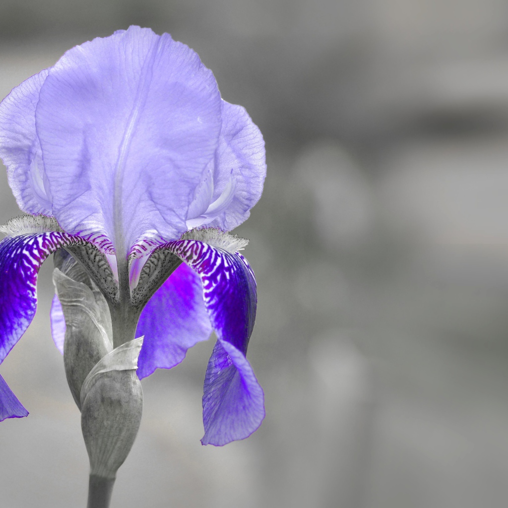 Фиолетовый ирис крупным планом на сером фоне