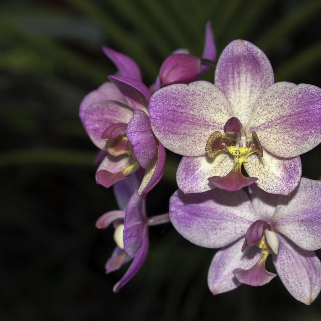 Фиолетовые цветы орхидеи крупным планом 