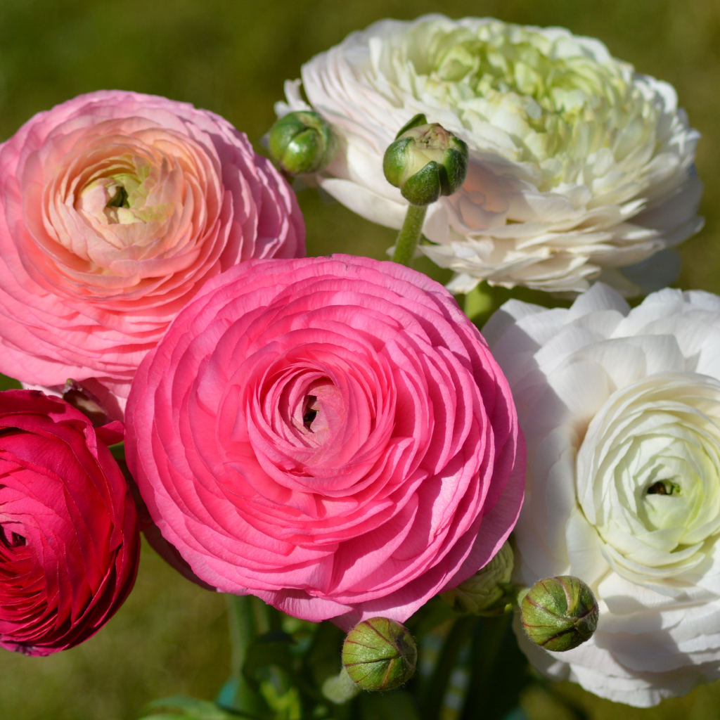 Белые и розовые красивые цветы лютики крупным планом