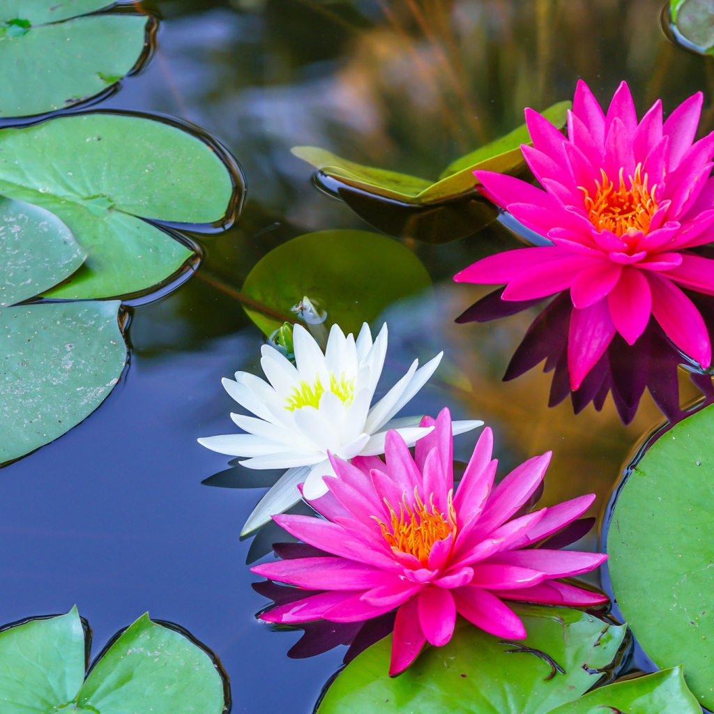 Белые и розовые цветы водяной лилии в пруду