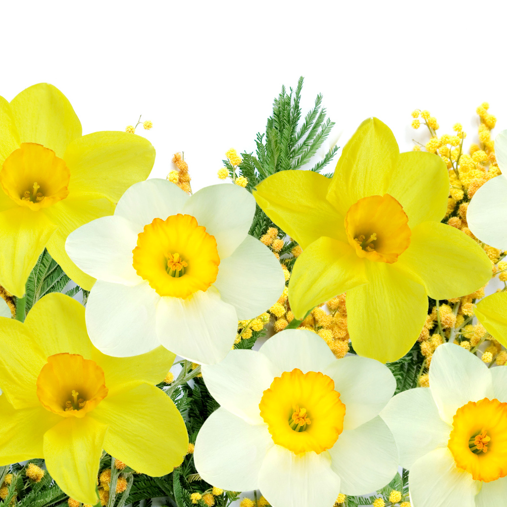 Белые и желтые нарциссы с мимозой на белом фоне