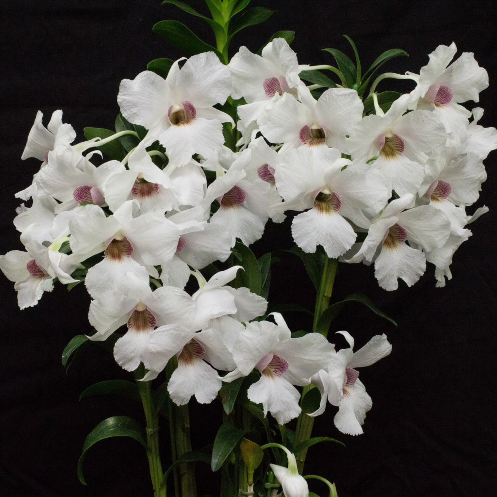 Белые красивые орхидеи на черном фоне