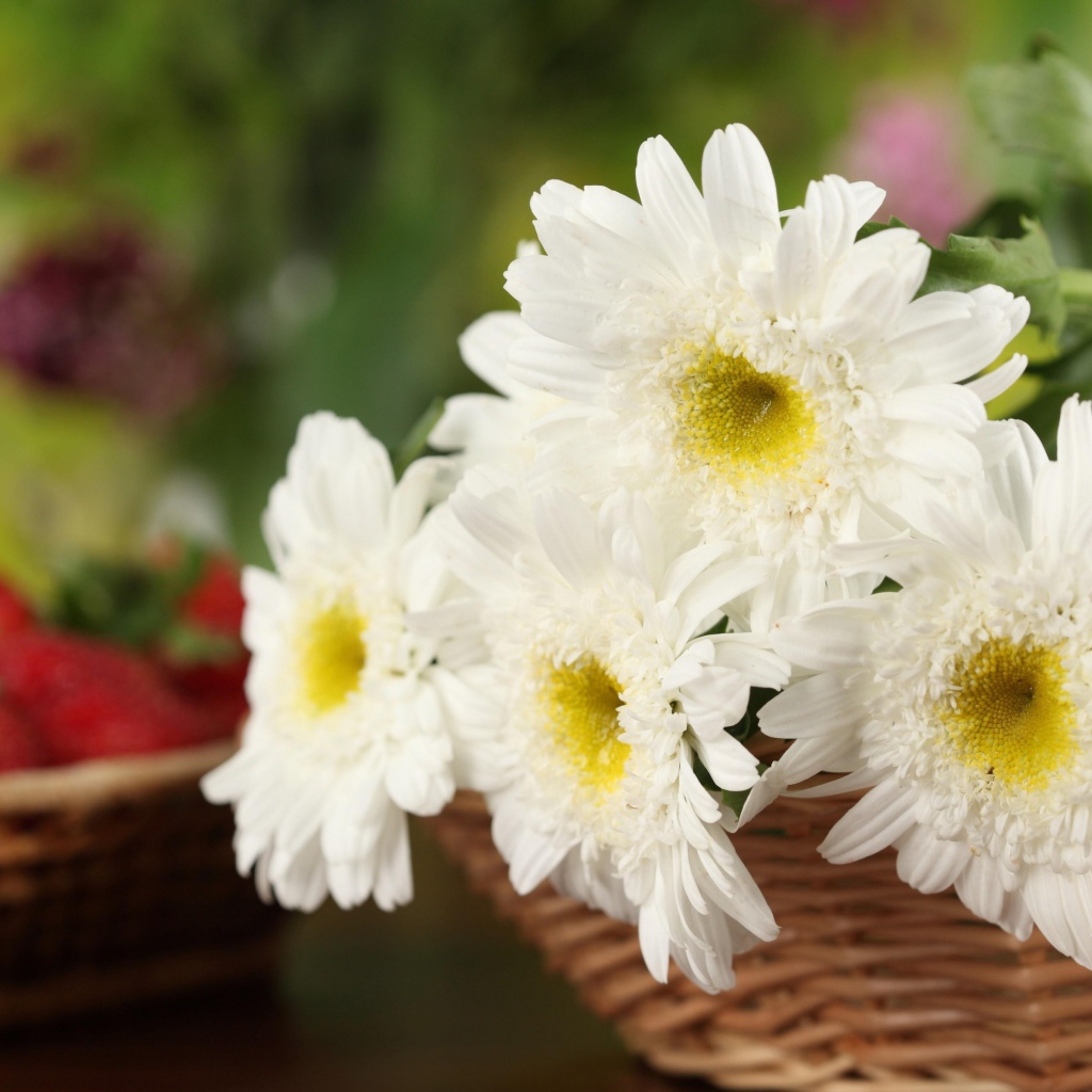 Белоснежные цветы хризантемы в корзине