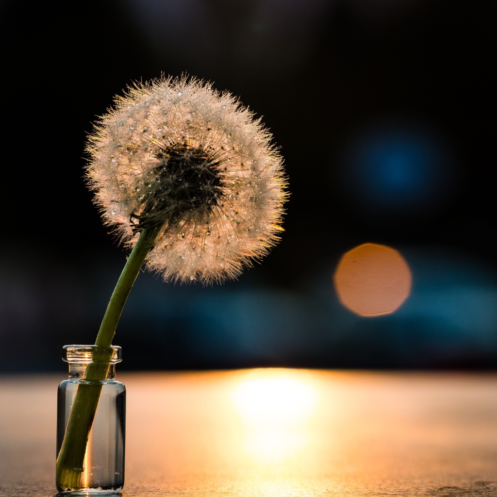 Белый одуванчик в свете солнца на столе