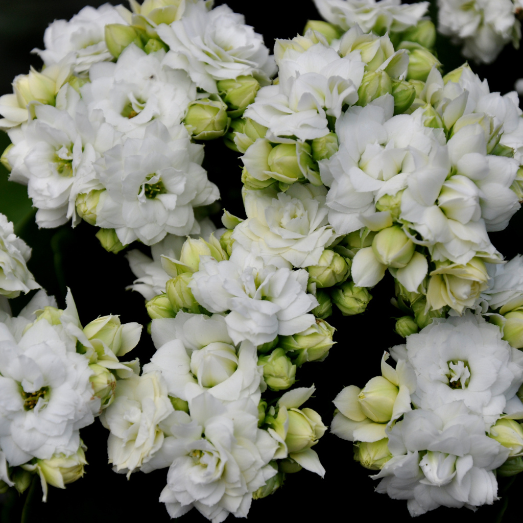 Белые нежные цветы каланхоэ с бутонами крупным планом