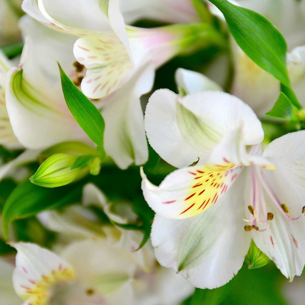 Белые нежные цветы альстрёмерия крупным планом