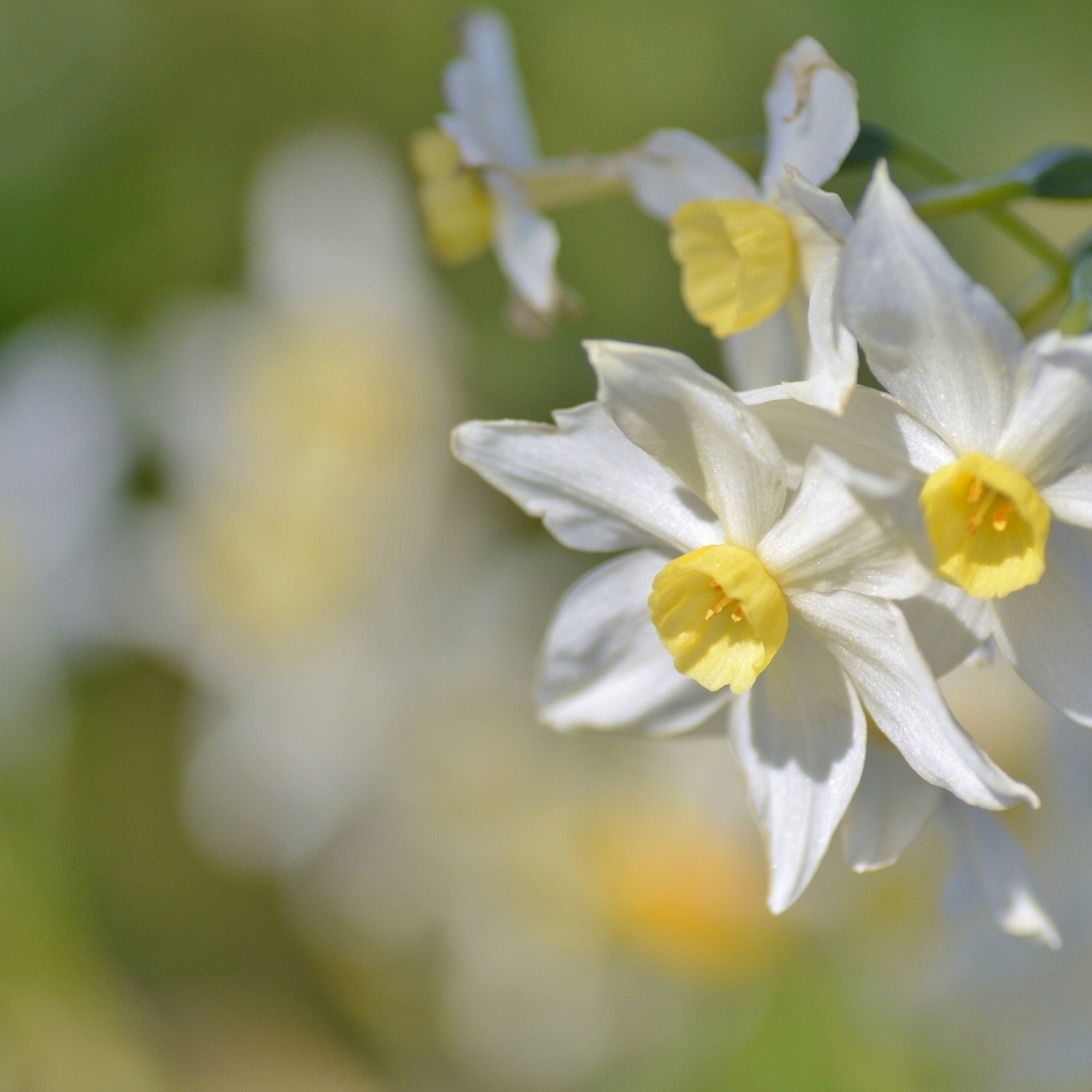 Белые нежные цветы нарциссы крупным планом