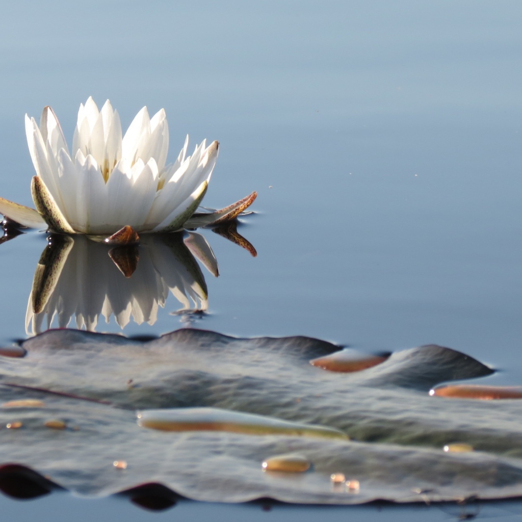 Белый нежный цветок лотоса в водоеме 