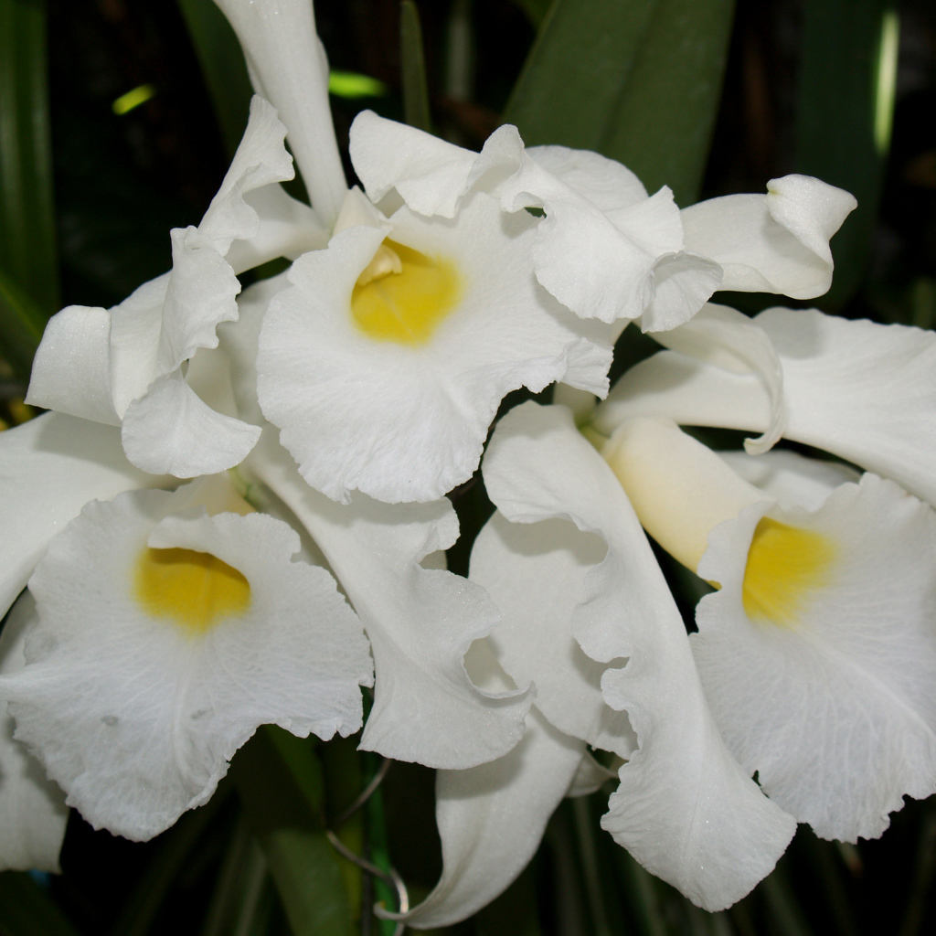 Белые экзотические орхидеи крупным планом