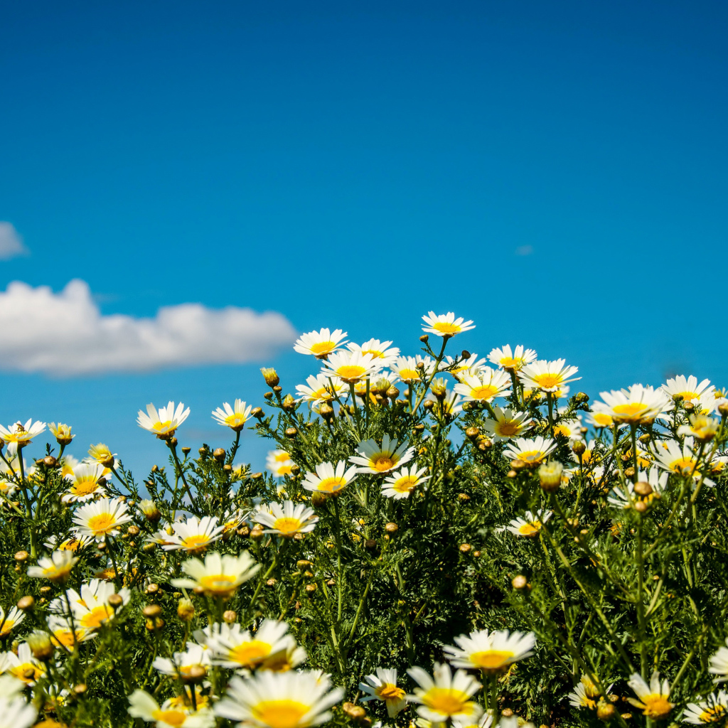 Белые полевые ромашки под летним голубым небом