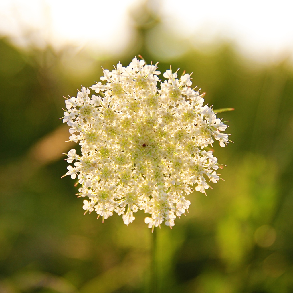 Белый полевой цветок в лучах солнца