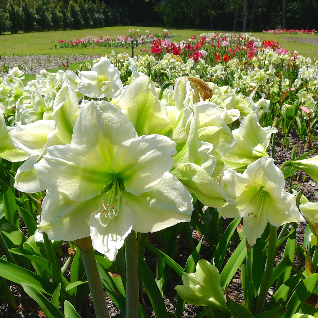 Белые цветы Амариллис на клумбе крупным планом 